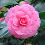 Camellia Japonica 7L – Arbust ornamental cu flori rafinate pentru grădini umbrite
