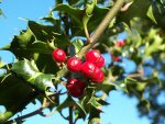 Arbust ornamental - Ilex aquifolium 2 metri