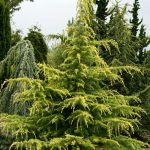 Cedru auriu Golden Horizon, cu ace aurii si forma curgatoare 100 cm