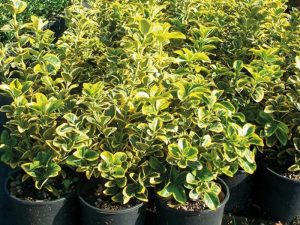 Euonymus Japonicus Elegant Aureus 10L – Impact decorativ maxim într-un arbust matur