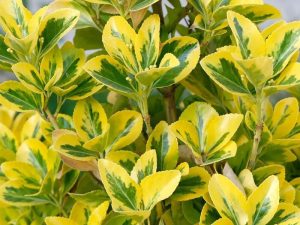 Euonymus Japonicus Elegant Aureus 3L - Arbust ornamental cu frunze galben-aurii și verzi