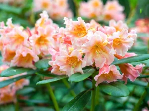 Rhododendron – Arbust decorativ cu flori spectaculoase și frunziș veșnic verde