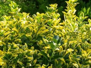 Euonymus Japonicus 'Aurea' pe Picior 1/4 – Arbust decorativ înălțat cu coroană bicoloră