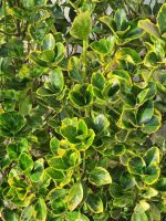 Euonymus Japonicus 'Bravo' – Plantă ornamentală cu frunziș galben-verde spectaculos
