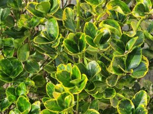 Euonymus Japonicus 'Bravo' – Plantă ornamentală cu frunziș galben-verde spectaculos