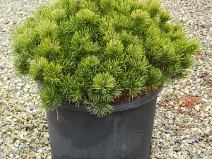 Pin de Munte 3L – Arbust compact pentru decor montan și grădini naturale
