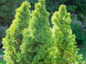 Molid Conic – Armonie și Textură pentru Spațiul Verde