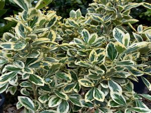 Euonymus Japonicus 'Bravo' Palla – Arbust decorativ sferic cu frunziș galben-verde