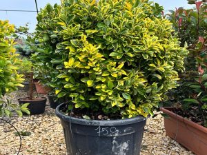 Euonymus Japonicus 'Elegantissima' Palla Grande – Glob ornamental mare, cu frunziș crem-verde
