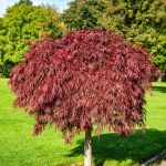 Arțar Japonez pe Trunchi – Arbust ornamental cu frunze roșii pe trunchi înălțat