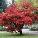 Arțar Japonez Roșu – Plantă ornamentală cu frunze roșii vibrante