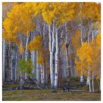 Betula pendula – Mesteacăn Argintiu cu siluetă grațioasă și scoarță decorativă