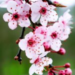 Prunus Pissardii – Pom ornamental cu frunziș roșu și flori roz parfumate
