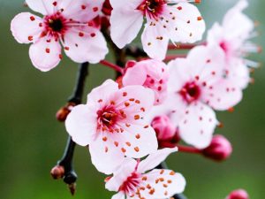 Prunus Pissardii – Pom ornamental cu frunziș roșu și flori roz parfumate
