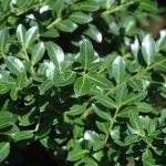 Ilex pe Trunchi – Simbolul Verde al Eleganței