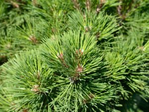 Pin de Pădure 25L – Forță naturală și umbră nobilă pentru grădina ta