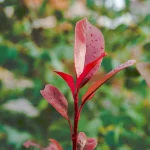 Photinia 5L – Arbust decorativ cu frunze roșii strălucitoare