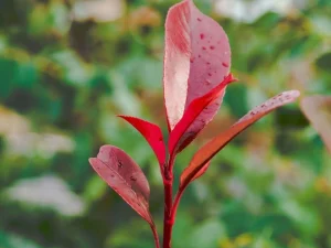 Photinia 5L – Arbust decorativ cu frunze roșii strălucitoare