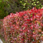 Photinia Little Red Robin – Arbust decorativ roșu pentru grădini elegante