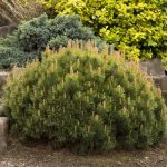 Pin de Munte 5L – Arbust montan de talie medie pentru rocării și decor natural