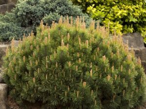 Pin de Munte 5L – Arbust montan de talie medie pentru rocării și decor natural