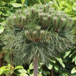 Pin Negru Brepo pe Picior – Accent arhitectural pentru grădini moderne