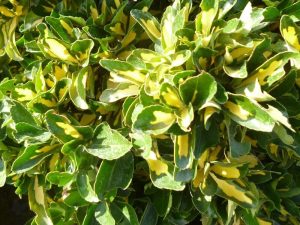 Euonymus Fusto – Arbust decorativ pe trunchi înălțat, cu frunziș veșnic verde
