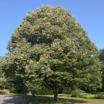 Tei – Arbore decorativ cu flori parfumate și coroană bogată