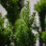 Tisa – Taxus Media Hillii – Plantă Decorativă cu Impact Imediat