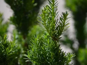 Tisa – Taxus Media Hillii – Plantă Decorativă cu Impact Imediat