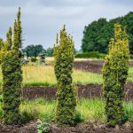Taxus Baccata Fastigiata Aurea (Tisa columnara aurie) – Coloană de aur în grădina ta
