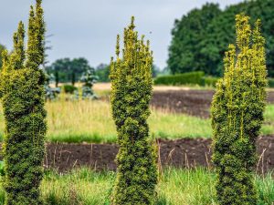 Taxus Baccata Fastigiata Aurea (Tisa columnara aurie) – Coloană de aur în grădina ta