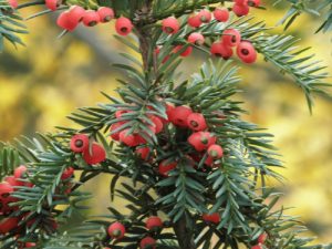 Taxus baccata (Tisa) – Conifer nobil cu frunziș dens și creștere lentă